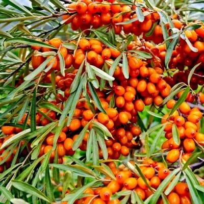 Саженцы облепихи оптом в Тамбове