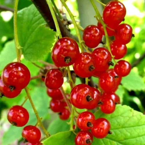 Смородина красная КОРАЛЛОВАЯ в Тамбове