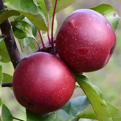 Красномясая в Тамбове