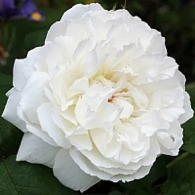 Саженцы роз ВИНЧЕСТЕР КАФЕДРАЛ английская  Саженцы роз ВИНЧЕСТЕР КАФЕДРАЛ английская в Тамбове