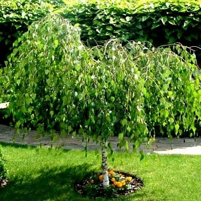 Береза Береза в Тамбове