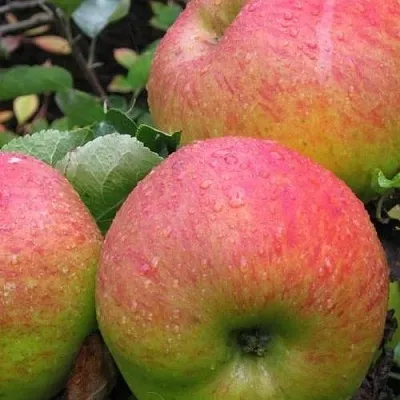 Яблоня ЯБЛОЧНЫЙ СПАС  Яблоня ЯБЛОЧНЫЙ СПАС в Тамбове