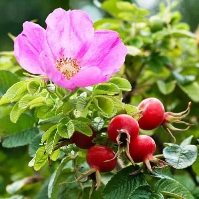 Шиповник   Шиповник  в Тамбове