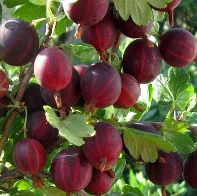 Крыжовник ХИННОМАКИ РОТ  Крыжовник ХИННОМАКИ РОТ в Тамбове