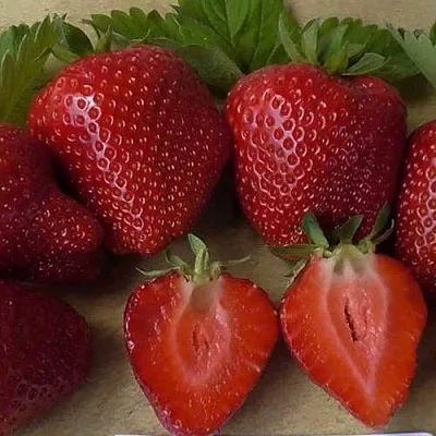 Клубника САНДРА  Клубника САНДРА в Тамбове