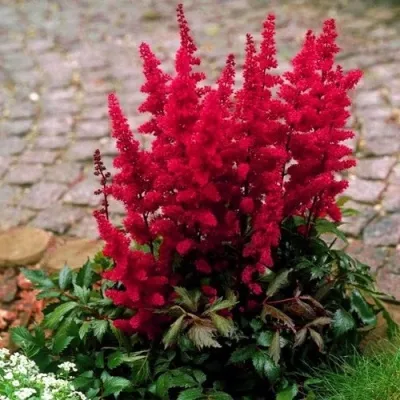 Астильба ГЛАТ Арендса в Тамбове