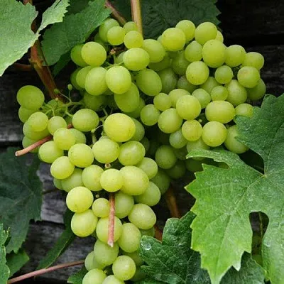 Виноград АЛЕШЕНЬКИН  Виноград АЛЕШЕНЬКИН в Тамбове