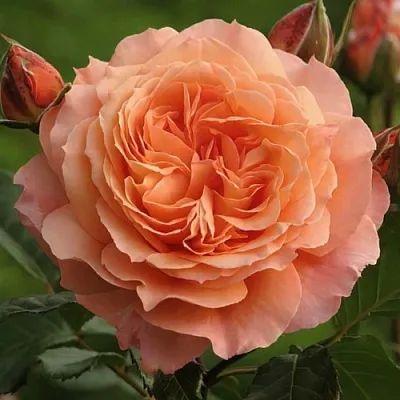 Саженцы роз БЕЛЬВЕДЕР шраб  Саженцы роз БЕЛЬВЕДЕР шраб в Тамбове