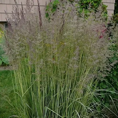 Вейник АВАЛАНШ остроцветковый в Тамбове