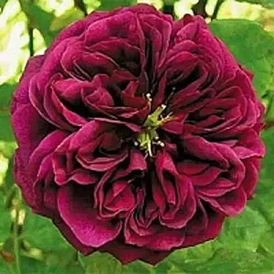 Саженцы роз ЗЕ ПРИНЦ английская  Саженцы роз ЗЕ ПРИНЦ английская в Тамбове