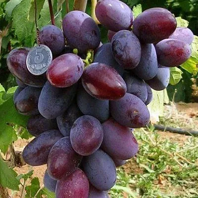 Средние сорта  Средние сорта в Тамбове