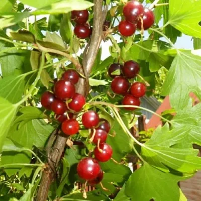 Смородина золотистая ВИШНЕВАЯ  Смородина золотистая ВИШНЕВАЯ в Тамбове