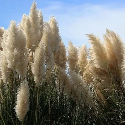 Кортадерия белая (пампасная трава) в Тамбове