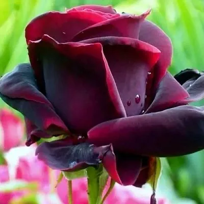 Саженцы роз ЧЕРНЫЙ ПРИНЦ чайно-гибридная в Тамбове