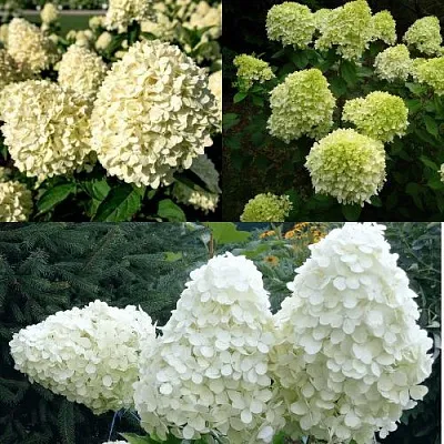 Комплект НЕЖНЫЙ КАПУЧИНО в Тамбове