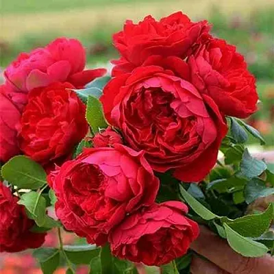 Саженцы роз ФЛОРЕНТИНА плетистая  Саженцы роз ФЛОРЕНТИНА плетистая в Тамбове