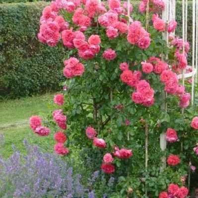 Саженцы роз РОЗЕУМ ЮТЕРСОН плетистая — описание сорта Саженцы роз РОЗЕУМ ЮТЕРСОН плетистая в Тамбове