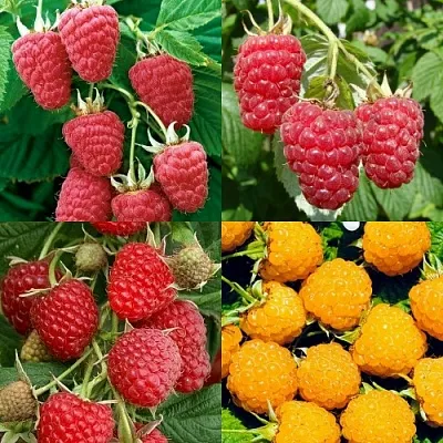 Комплект МАЛИНОВОЕ АССОРТИ в Тамбове