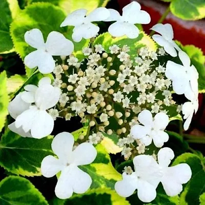 Гортензия МИРАНДА черешковая в Тамбове