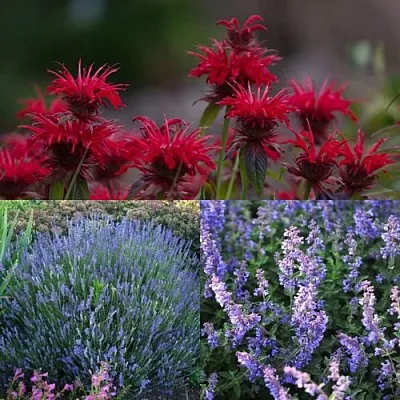 Комплект АРОМАТНЫЙ ЧАЙ в Тамбове