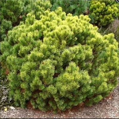 Ель ДАНС ДВАРФ обыкновення  Ель ДАНС ДВАРФ обыкновення в Тамбове