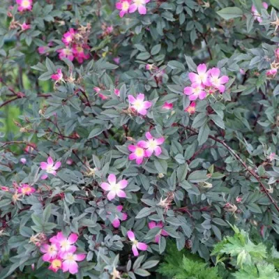 Саженцы роз сизая — описание сорта Саженцы роз сизая в Тамбове