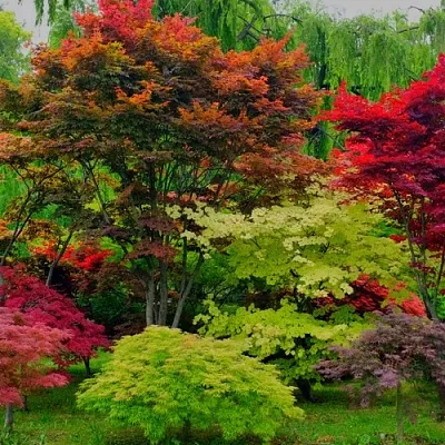 Лиственные деревья  Лиственные деревья в Тамбове