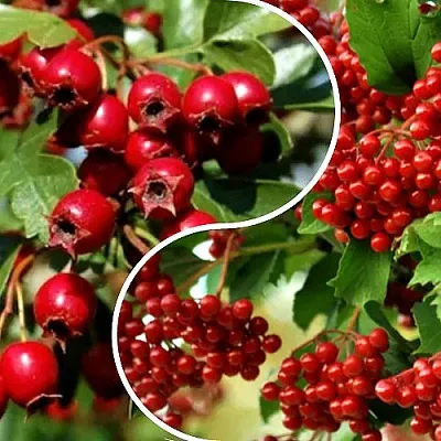 Комплект БУДЬ ЗДОРОВ в Тамбове