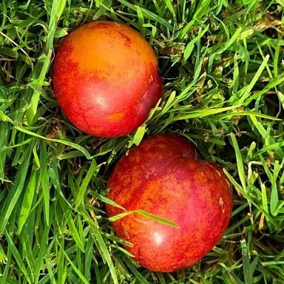 Шарафуга НЕКТАРИННАЯ в Тамбове