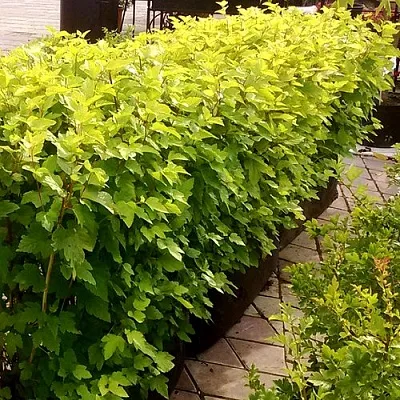 Комплект АНГЕЛ ГОЛД в Тамбове