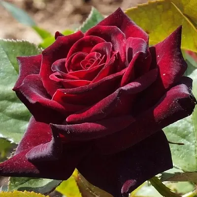 Саженцы роз БЛЭК БАККАРА чайно-гибридная в Тамбове