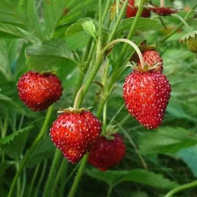 Земляника АЛЬПИЙСКАЯ  Земляника АЛЬПИЙСКАЯ в Тамбове