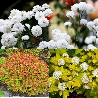 Комплект СОЛНЕЧНЫЙ МИКС в Тамбове