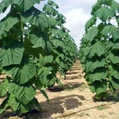 Павлония ПАО ТОГН Z07 в Тамбове