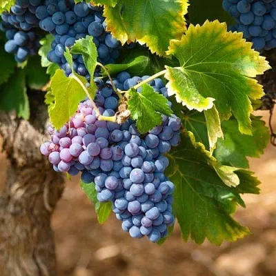 Виноград ЗИЛГА  Виноград ЗИЛГА в Тамбове