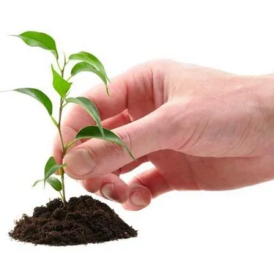 Саженцы  Саженцы в Тамбове