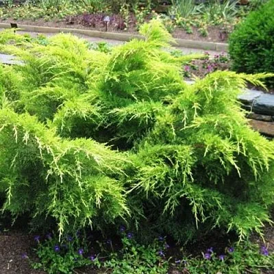 Можжевельник ГОЛД КОСТ средний  Можжевельник ГОЛД КОСТ средний в Тамбове