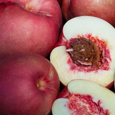 НЕКТАПЛЮМ в Тамбове