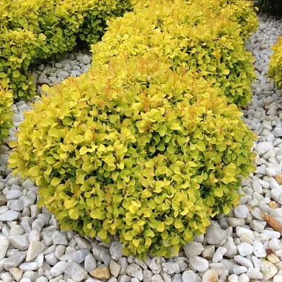 Барбарис БОНАНЗА ГОЛД тунберга в Тамбове