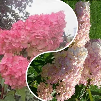 Комплект МНОГОГРАННОСТЬ в Тамбове