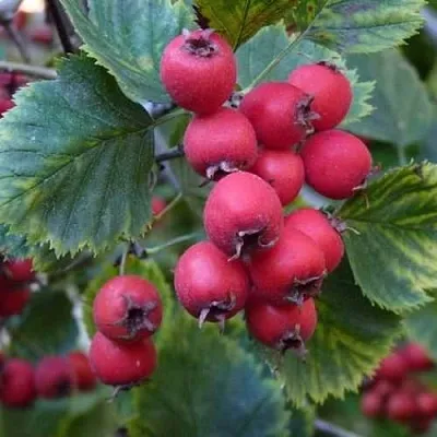 Боярышник АРНОЛЬДА  Боярышник АРНОЛЬДА в Тамбове