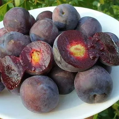 Сливово-вишневый гибрид МЕЙНОР в Тамбове