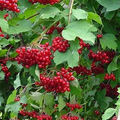 Калина КОМПАКТУМ  Калина КОМПАКТУМ в Тамбове