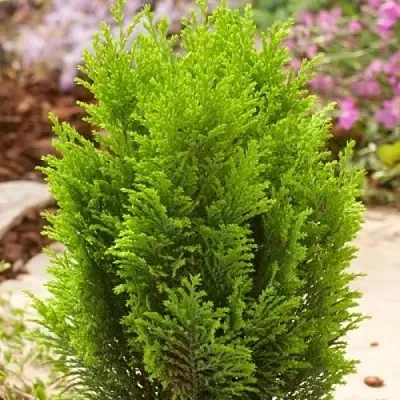 Кипарисовик ЭЛВУДИ ГОЛД лавсона  Кипарисовик ЭЛВУДИ ГОЛД лавсона в Тамбове