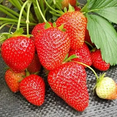 Клубника ВИМА РИНА ремонтантная  Клубника ВИМА РИНА ремонтантная в Тамбове