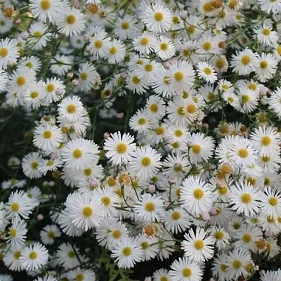 Болтония СНОУБЭНК в Тамбове