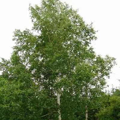 Береза бородавчатая  Береза бородавчатая в Тамбове