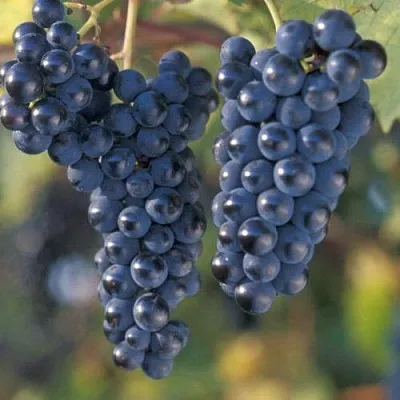 Виноград МАРКЕТТ  Виноград МАРКЕТТ в Тамбове