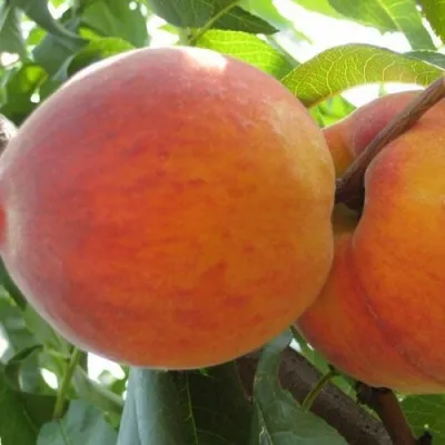 Персик СОЧНЫЙ — описание сорта Персик СОЧНЫЙ в Тамбове