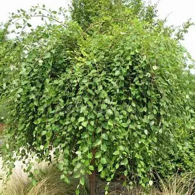 Береза САММЕР КАСКАД черная  Береза САММЕР КАСКАД черная в Тамбове